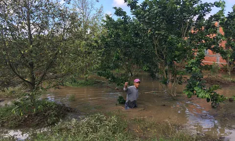 Bến Tre: Vỡ đê bao khiến hàng chục héc ta cây ăn trái chìm trong biển nước